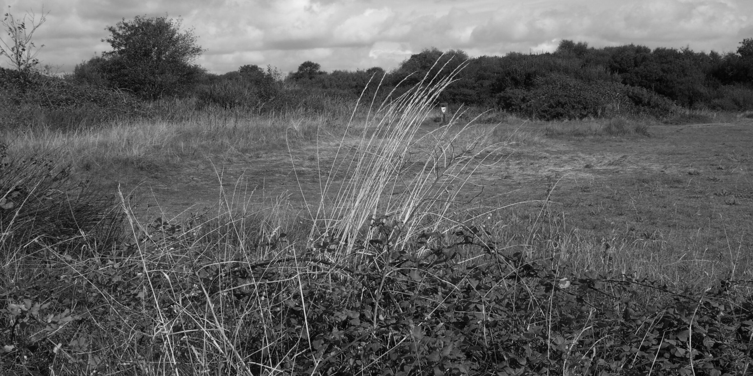 Monochrome image showing the grassy plain at Dawlish Warren nature reserve