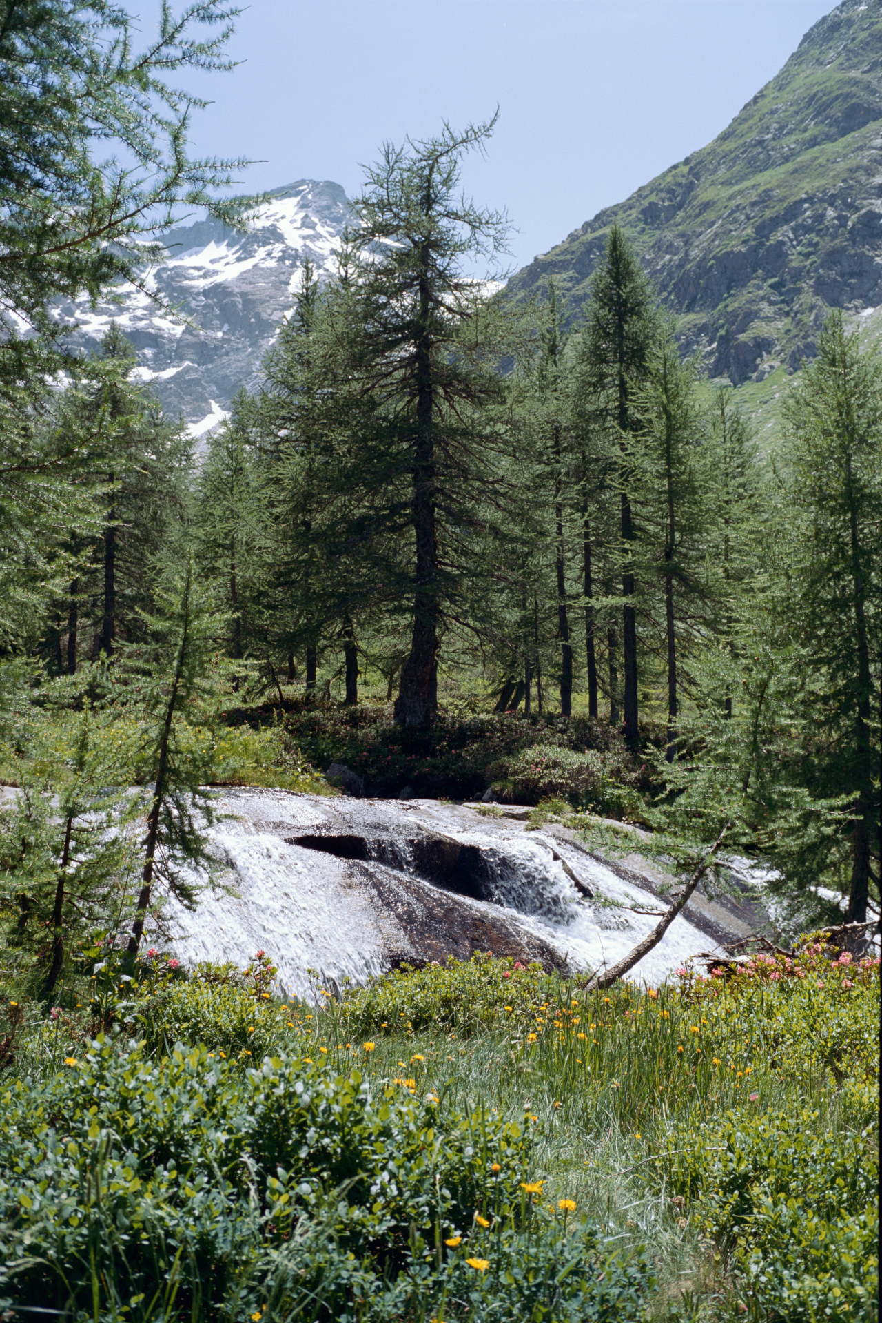 Forests are made up larch trees